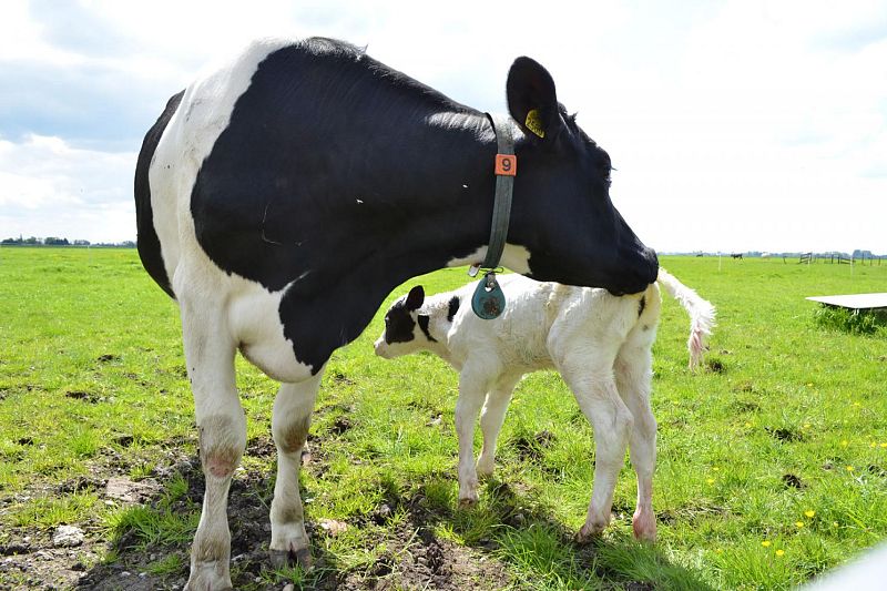 klik om te vergroten