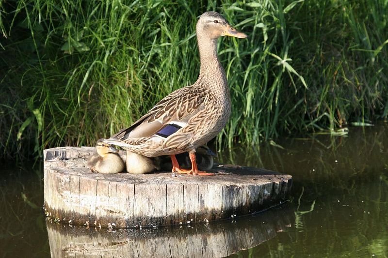 klik om te vergroten