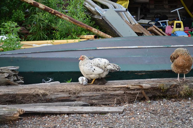 klik om te vergroten