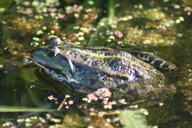 klik om te vergroten